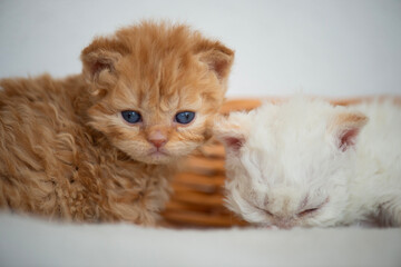 Selkirk Rex Kitten in ihrem Körbchen
