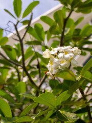 Fototapeta premium Plumeria flower on a tree. White tropical frangipani flower. Tropical landscape of beautiful plants and flowers.