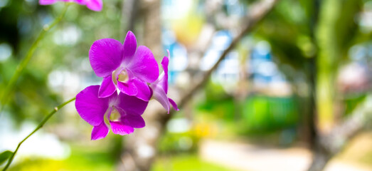 Flowers purple orchid close up on blurred nature background. Orchids blooming on the streets of...