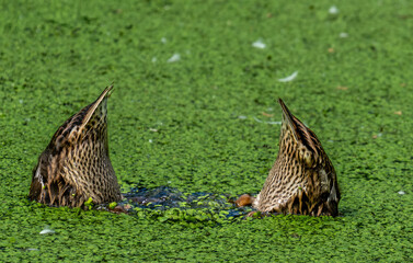 Two ducks in the lake upside down close-up.