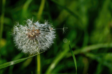 Part of a dandelion in close-up against a background of green grass.