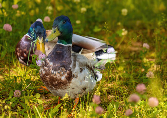 Two ducks in the green grass in close-up.