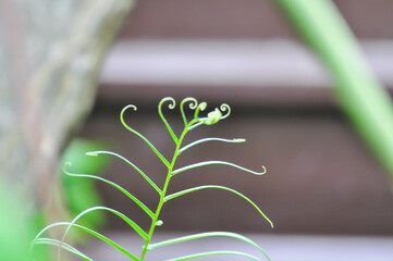 Pteris vittata or Pteris vittata L or fern , fern