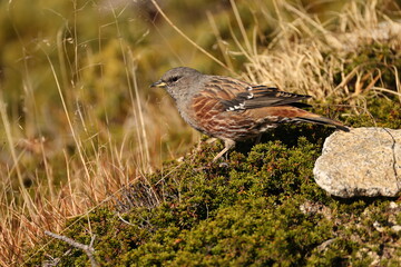 Alpine accentor  (Prunella collaris erythropygia) is a small passerine bird in the family Prunellidae, which is native to Eurasia and North Africa. This photo was taken in Japan.