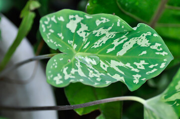 Colocasia Esculenta Hilo Beauty,Colocasia or Esculenta Hilo or Colocasia bicolor