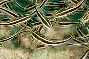 Malaysia, Sabah, Kapalai, Striped Eel Catfish (Plotosus lineatus)