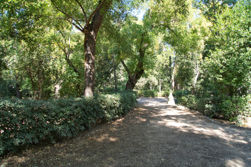 National garden in Athens Greece, a serene pathway meanders through a lush green forest on a sunny afternoon, inviting exploration and tranquility
