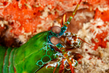 Malaysia, Sabah, Kapalai, Peacock Mantis Shrimp (Odontodactylus scyllarus)