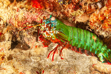 Malaysia, Sabah, Kapalai, Peacock Mantis Shrimp (Odontodactylus scyllarus)