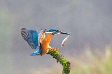Hunting kingfisher