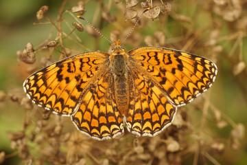 Closeup on a colorful Knapweed fritillary, Melitaea phoebe, with spread wings, Gard, France