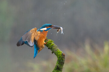 Hunting kingfisher