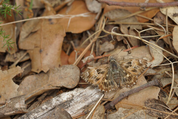 Detailed dorsal close up of a Mallow Skipper, Carcharodus alceae with spread wings on the ground