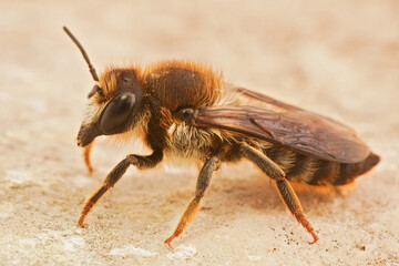 Closeup on a Mediteranean leafcutter bee, Megachile pyrenica