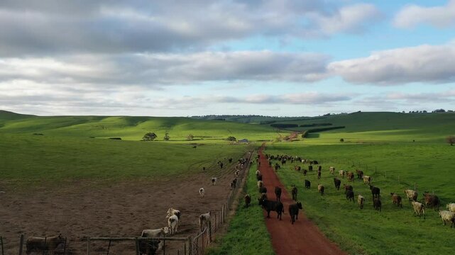 herding cows with a motorbike on a farm. mustering cattle on a ranch