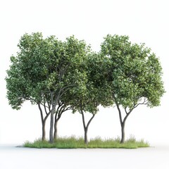 Fototapeta premium A group of lush, green trees arranged closely together, creating a vibrant natural scene with grass beneath.