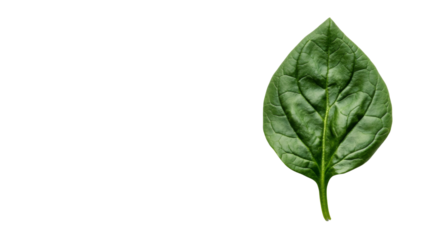 Green leaf transparent background