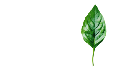 Green leaf transparent background