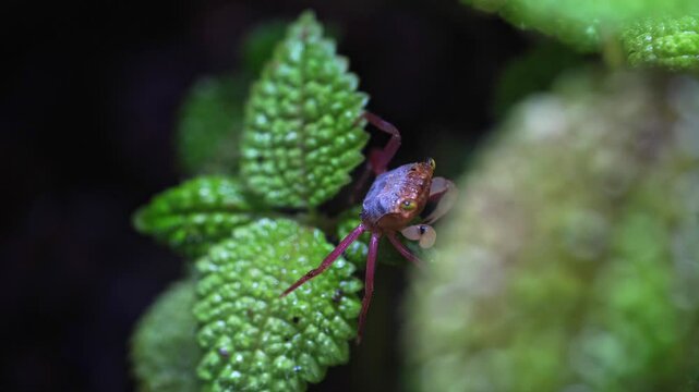 Geosesarma Vampire Crabs Ecosystem Paludarium