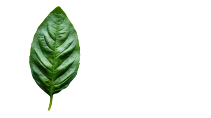 Green leaf transparent background