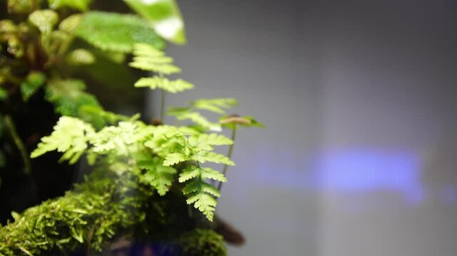 Geosesarma Vampire Crabs Ecosystem Paludarium