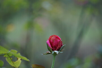 A vibrant garden scene capturing nature’s harmony: bright flowers, buzzing insects, ripening tomatoes, and chirping birds. Each element adds life, showcasing the beauty and connections in this lush e