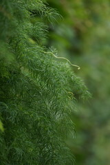 A vibrant garden scene capturing nature’s harmony: bright flowers, buzzing insects, ripening tomatoes, and chirping birds. Each element adds life, showcasing the beauty and connections in this lush e
