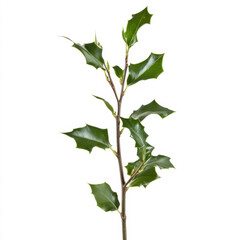 Fototapeta premium Holly Branch with Green Leaves, Classic Christmas Decoration for Festive Homes