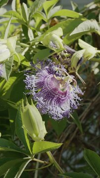 Passiflora flowers or passion vines, flowering plant in blossom close up. Vertical video.