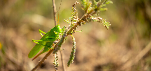 A green grasshopper sits in the grass on a bush. Great marsh grasshopper Stethophyma grossum, an endangered insect typical of wet meadows and marshes.