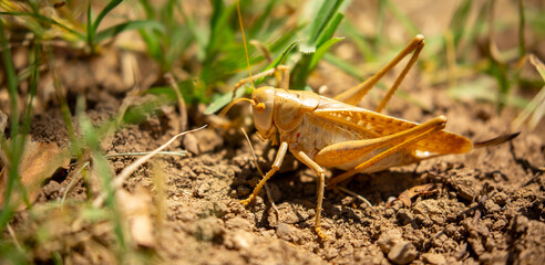 Locust close-up on plants. Locust invasion of agricultural fields. Exotic food of Asia.