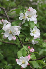 spring tree blossom