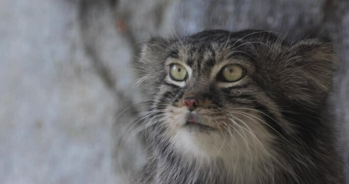Pallas's cat (Otocolobus manul), also known as the manul, is a small wild cat with long and dense light grey fur, and rounded ears set low on the sides of the head.