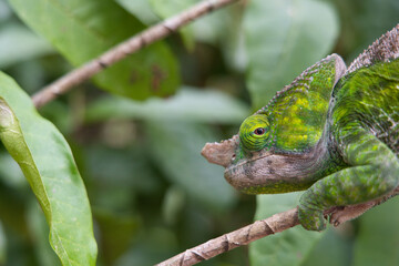 a beautiful chameleon in Madagascar - severely endangered because of deforestation and extended agriculture