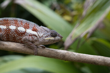 a beautiful chameleon in Madagascar - severely endangered because of deforestation and extended...