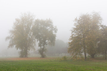 Foggy November morning in a park in Belgrade