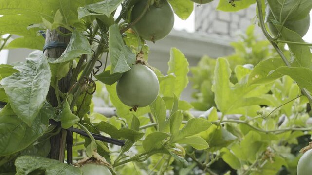 Green unripe passion fruits on passion vines, flowering plants with fruits close up.