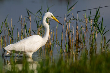 Grande Aigrette (Ardea alba - Great Egret)