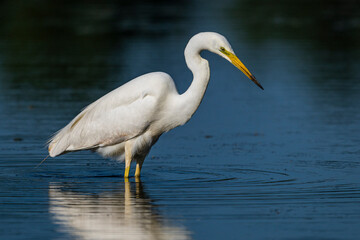 Grande Aigrette (Ardea alba - Great Egret)