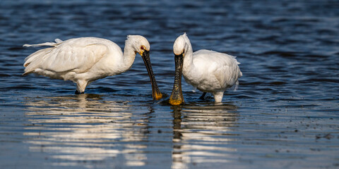 Spatule blanche (Platalea leucorodia - Eurasian Spoonbill)