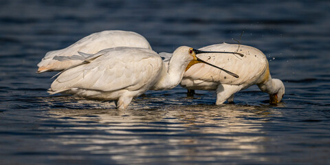 Spatule blanche (Platalea leucorodia - Eurasian Spoonbill)
