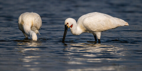 Spatule blanche (Platalea leucorodia - Eurasian Spoonbill)