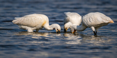 Spatule blanche (Platalea leucorodia - Eurasian Spoonbill)