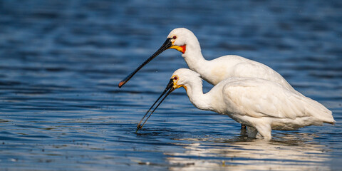 Spatule blanche (Platalea leucorodia - Eurasian Spoonbill)