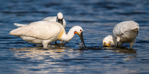 Spatule blanche (Platalea leucorodia - Eurasian Spoonbill)