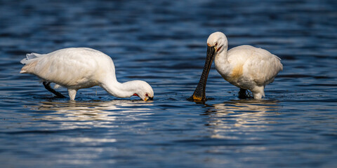 Spatule blanche (Platalea leucorodia - Eurasian Spoonbill)