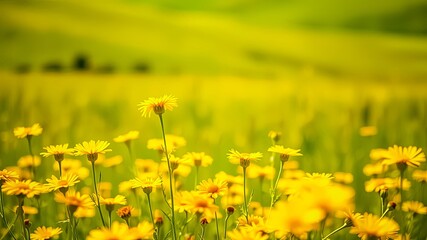 Obraz premium A field of vibrant yellow wildflowers basking in the warm sunlight, their delicate petals reaching towards the sky, creating a mesmerizing tapestry of nature's beauty.