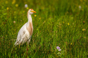 Héron garde-boeufs (Bubulcus ibis - Western Cattle Egret)