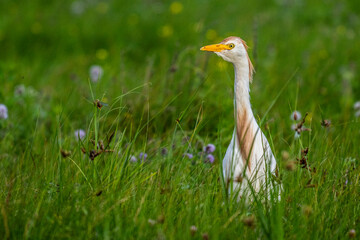 Héron garde-boeufs (Bubulcus ibis - Western Cattle Egret)
