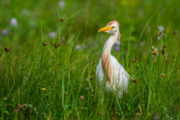Héron garde-boeufs (Bubulcus ibis - Western Cattle Egret)